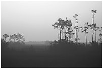 Slash pines in fog near Mahogany Hammock, sunrise. Everglades National Park, Florida, USA. (black and white)