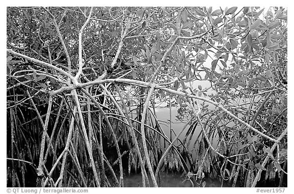 Red mangroves (Rhizophora mangle) on West Lake. Everglades National Park, Florida, USA.