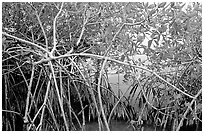 Red mangroves (Rhizophora mangle) on West Lake. Everglades National Park, Florida, USA. (black and white)
