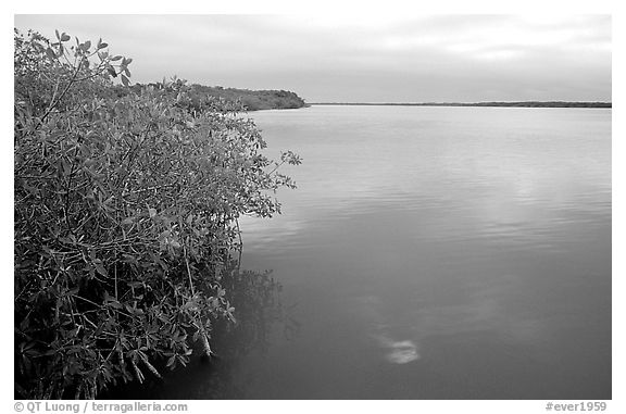 Mangrove shore of West Lake. Everglades National Park (black and white)