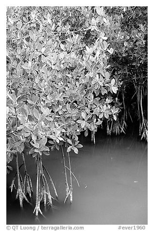 Detail of mangroves shrubs and colored water. Everglades National Park, Florida, USA.