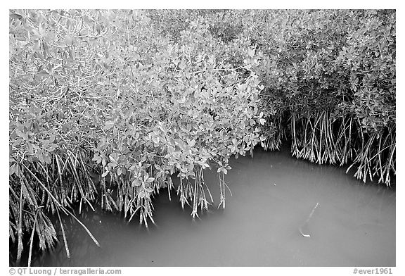 Red Mangroves gives swamp water a red color. Everglades National Park, Florida, USA.