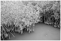 Red Mangroves gives swamp water a red color. Everglades National Park ( black and white)