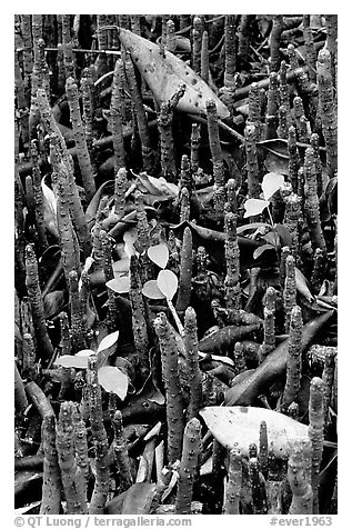 Breathing tubes of the black mangroves. Everglades National Park (black and white)