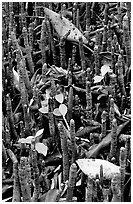 Breathing tubes of the black mangroves. Everglades National Park, Florida, USA. (black and white)