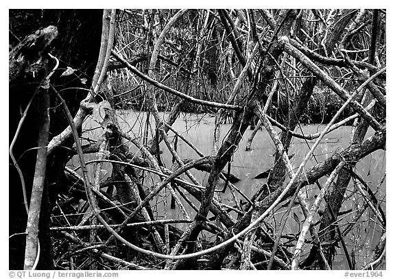 Tropical forest, Snake Bight trail. Everglades National Park (black and white)