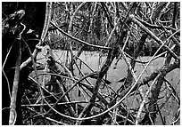 Tropical forest, Snake Bight trail. Everglades National Park, Florida, USA. (black and white)