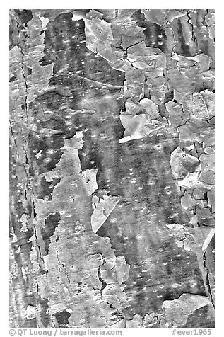 Peeling bark of the Gumbo Limbo tree. Everglades National Park (black and white)