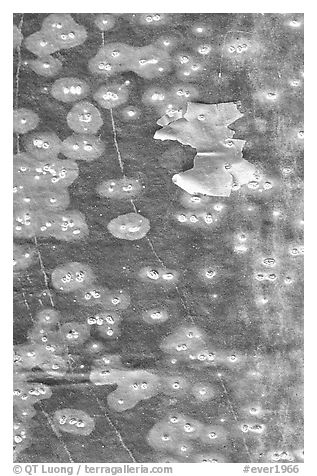 Close-up of Gumbo Limbo bark. Everglades National Park (black and white)