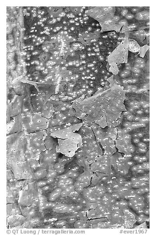 Peeling bark pattern of a Gumbo Limbo tree. Everglades National Park (black and white)