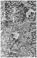 Peeling bark pattern of a Gumbo Limbo tree. Everglades National Park, Florida, USA. (black and white)