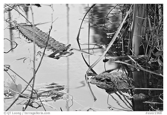 Alligator (Alligator mississippiensis). Everglades National Park (black and white)