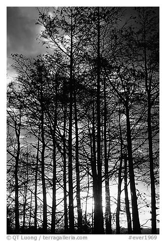 Cypress silhouettes at sunrise. Everglades National Park, Florida, USA.