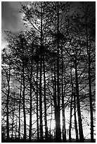 Cypress silhouettes at sunrise. Everglades National Park ( black and white)