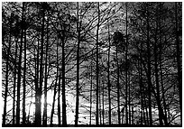 Cypress at sunrise, near Pa-hay-okee. Everglades National Park, Florida, USA. (black and white)