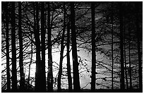 Cypress trunks against sunrise sky, near Pa-hay-okee. Everglades National Park, Florida, USA. (black and white)