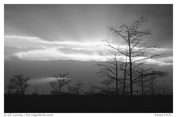 Bare cypress Cypress and sun rays, sunrise. Everglades National Park, Florida, USA.