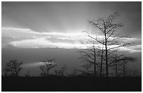 Bare cypress Cypress and sun rays, sunrise. Everglades National Park ( black and white)