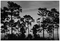 Slash pines silhouettes at sunrise. Everglades National Park, Florida, USA. (black and white)