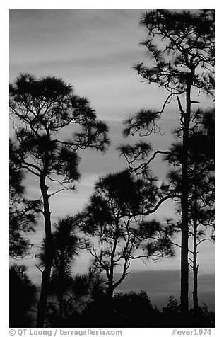 Slash pines against bright sunrise sky. Everglades National Park (black and white)