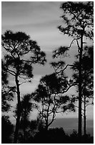 Slash pines against bright sunrise sky. Everglades National Park ( black and white)