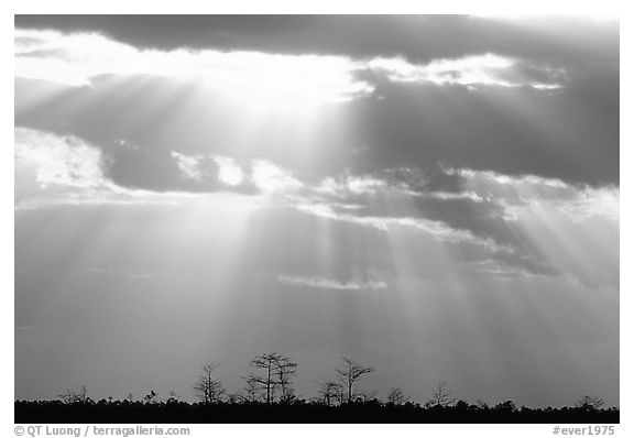 Cypress and sun rays, sunrise, near Pa-hay-okee. Everglades National Park, Florida, USA.