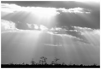 Cypress and sun rays, sunrise, near Pa-hay-okee. Everglades National Park ( black and white)