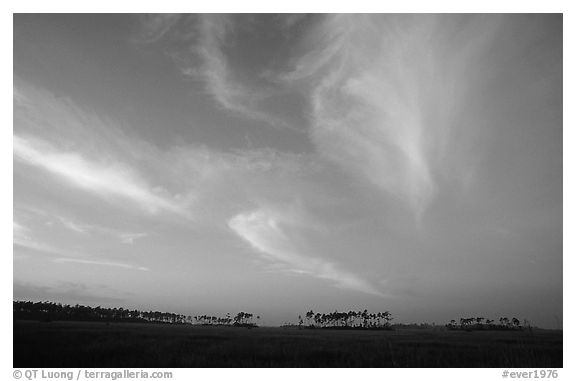 Pink clouds and  pines at sunrise. Everglades National Park (black and white)