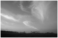 Pink clouds and  pines at sunrise. Everglades National Park, Florida, USA. (black and white)