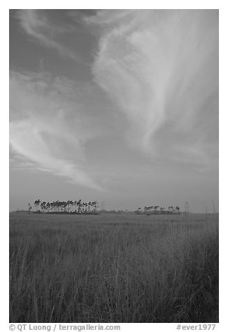 Sawgrass prairie, pines, and clouds at sunrise, near Mahogany Hammock. Everglades National Park, Florida, USA.