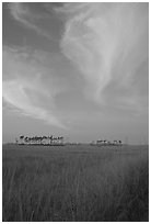 Sawgrass prairie, pines, and clouds at sunrise, near Mahogany Hammock. Everglades National Park, Florida, USA. (black and white)