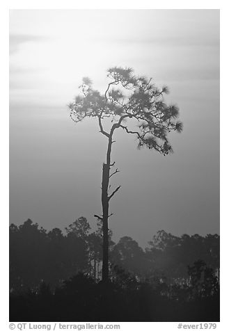 Slash pine and sun. Everglades National Park, Florida, USA.