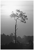 Slash pine and sun. Everglades National Park ( black and white)