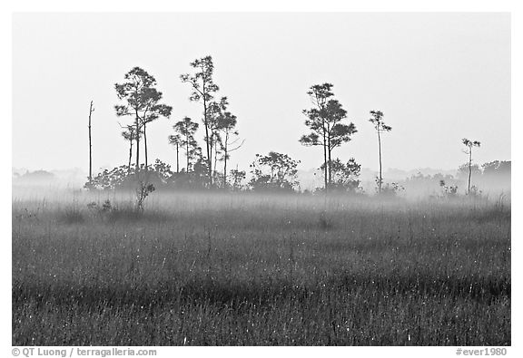 Pineland environment at sunrise, near Mahogany Hammock. Everglades National Park (black and white)