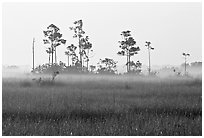 Pineland environment at sunrise, near Mahogany Hammock. Everglades National Park ( black and white)