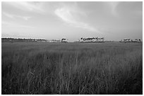 Sawgrass prairie environment with distant pinelands near Mahogany Hammock. Everglades National Park ( black and white)