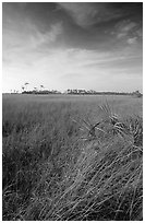 Sawgrass (Cladium jamaicense). Everglades National Park ( black and white)