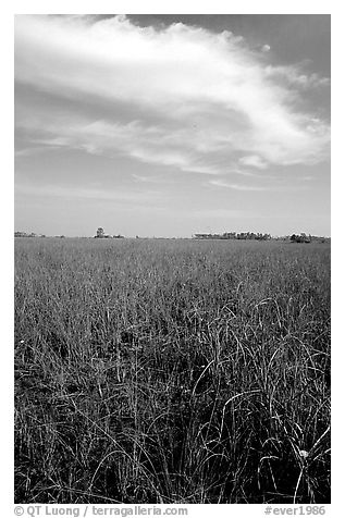 Sawgrass ecosystem with prairie and distant pines, near Mahogany Hammock. Everglades National Park, Florida, USA.