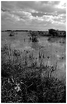 Predominantly freshwater swamp with mangrove shrubs, morning. Everglades National Park, Florida, USA. (black and white)