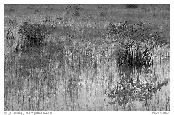 Red Mangroves shrubs, grasses, and blue sky reflections,  morning. Everglades National Park, Florida, USA.