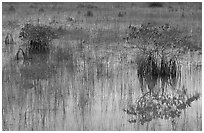 Red Mangroves shrubs, grasses, and blue sky reflections,  morning. Everglades National Park, Florida, USA. (black and white)