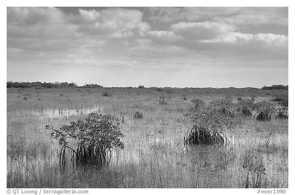 Mixed swamp environment with mangroves, morning. Everglades National Park, Florida, USA.