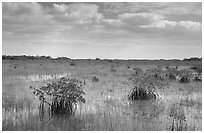 Mixed swamp environment with mangroves, morning. Everglades National Park ( black and white)