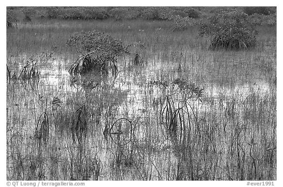 Grasses and Mangroves with sky reflections, sunrise. Everglades National Park (black and white)