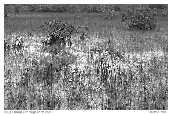 Grasses and Mangroves with sky reflections, sunrise. Everglades National Park, Florida, USA.