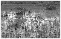 Grasses and Mangroves with sky reflections, sunrise. Everglades National Park ( black and white)