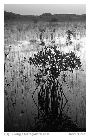 Mangroves several miles inland near Parautis pond, sunrise. Everglades National Park, Florida, USA.