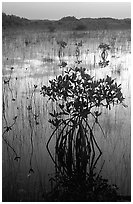 Mangroves several miles inland near Parautis pond, sunrise. Everglades National Park, Florida, USA. (black and white)