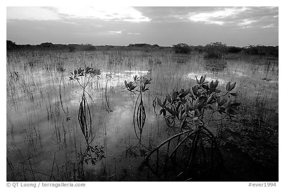 Red Mangroves (scientific name: Rhizophora mangle) at sunrise. Everglades National Park (black and white)