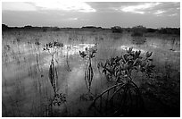 Red Mangroves (scientific name: Rhizophora mangle) at sunrise. Everglades National Park ( black and white)